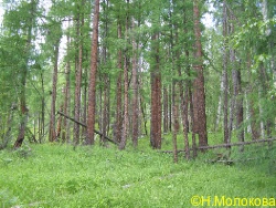 Лиственничный лес в низкогорье